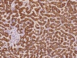 SLC38A1 Antibody, Novus Biologicals 50 &mu;g; Unconjugated:Antibodies,