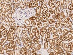SLC38A1 Antibody, Novus Biologicals 50 &mu;g; Unconjugated:Antibodies,