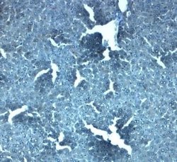 SLC38A4 Antibody - BSA Free, Novus Biologicals 0.1 mg; Unconjugated:Antibodies,