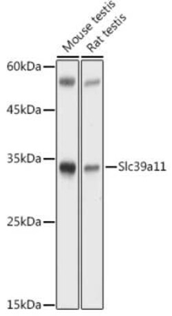 SLC39A11 Rabbit anti-Human, Mouse, Rat, Polyclonal, Novus Biologicals 100 &mu;g | Buy Online | Bio-Techne | Fisher Scientific