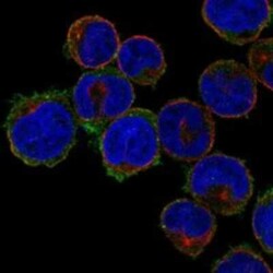 SLC39A2/ZIP2 Rabbit anti-Human, Polyclonal, Novus Biologicals 25 &mu;g;