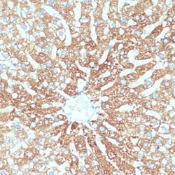 SLC39A4/ZIP4 Antibody - BSA Free, Novus Biologicals:Antibodies:Primary