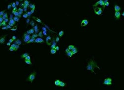 SLC39A7/ZIP7 Antibody, Novus Biologicals 100 &mu;g | Buy Online | Novus Biologicals | Fisher Scientific