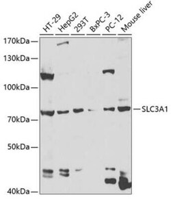 SLC3A1 Antibody - BSA Free, Novus Biologicals 0.1 mL, Unconjugated:Antibodies,