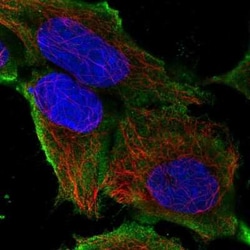 SLC41A3 Antibody, Novus Biologicals:Antibodies:Primary Antibodies