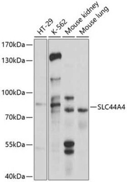 SLC44A4 Antibody - BSA Free, Novus Biologicals 0.02 mL, Unconjugated:Antibodies,