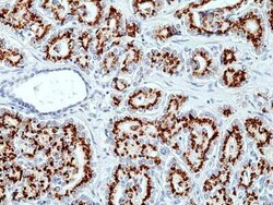 SLC45A3/Prostein Rabbit anti-Human, Clone: RM426, Novus Biologicals:Antibodies:Primary