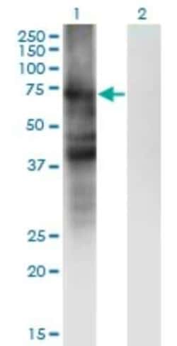 SLC4A4 Antibody (1G2), Novus Biologicals 0.1 mg | Buy Online | Novus Biologicals | Fisher Scientific