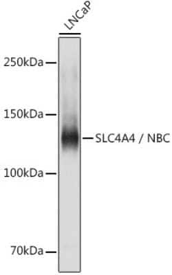 SLC4A4 Antibody - Azide and BSA Free, Novus Biologicals 0.1 mL; Unconjugated:Antibodies,