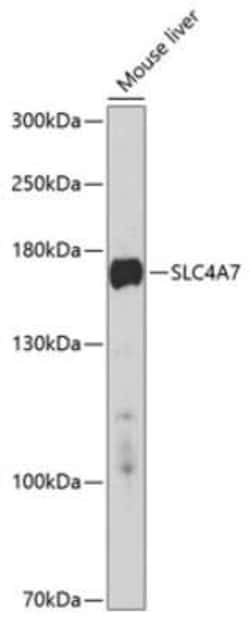 SLC4A7/Sodium bicarbonate cotransporter 3 Antibody - BSA Free, Novus Biologicals