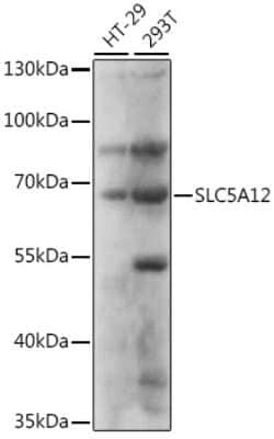SLC5A12 Antibody - Azide and BSA Free, Novus Biologicals 0.02 mL; Unconjugated:Antibodies,