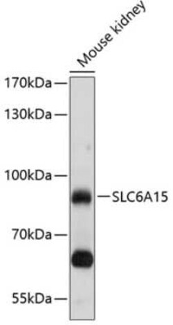 SLC6A15 Antibody - BSA Free, Novus Biologicals 0.02 mL; Unconjugated:Antibodies,