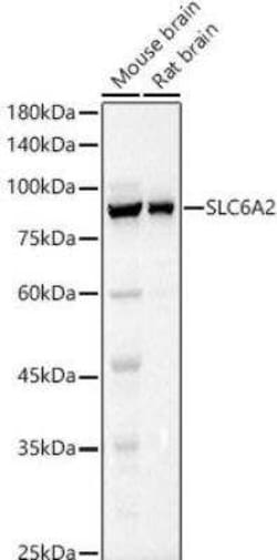 SLC6A2/NET/Noradrenaline transporter Antibody - Azide and BSA Free, Novus