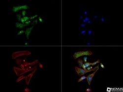 SLC6A3/DAT1 Antibody (mAb16) - Azide and BSA Free, Novus Biologicals 0.1
