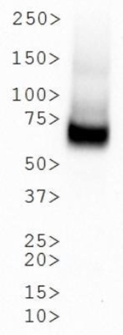 SLC6A3/DAT1 Antibody (mAb16) - Azide and BSA Free, Novus Biologicals 0.1