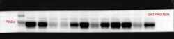SLC6A3/DAT1 Antibody (mAb16) - Azide and BSA Free, Novus Biologicals 0.1