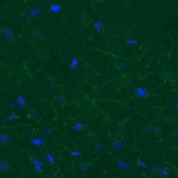 SLC6A3/DAT1 Antibody (CL3123), Novus Biologicals:Antibodies:Primary Antibodies