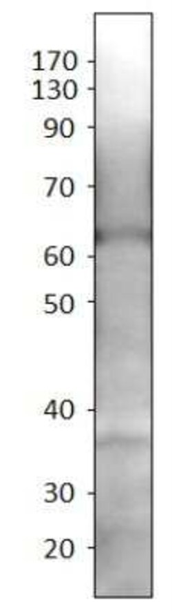 SLC7A10 Antibody, Novus Biologicals 100 &mu;g | Buy Online | Bio-Techne | Fisher Scientific