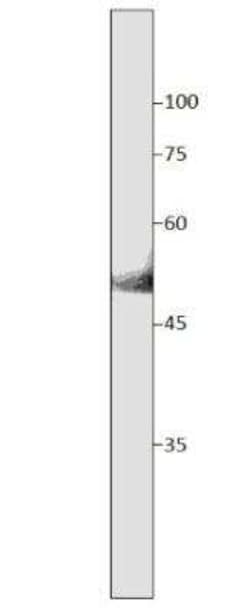 SLC7A10 Antibody, Novus Biologicals 100 &mu;g; Unconjugated:Antibodies,