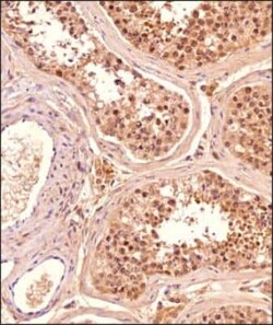 SLC7A5/LAT1 Antibody (BU53) - BSA Free, Novus Biologicals 0.025 mL, Unconjugated:Antibodies,
