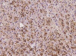 SLC7A6OS Antibody, Novus Biologicals 100 &mu;g; Unconjugated:Antibodies,