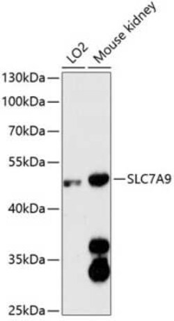 SLC7A9 Antibody - Azide and BSA Free, Novus Biologicals:Antibodies:Primary