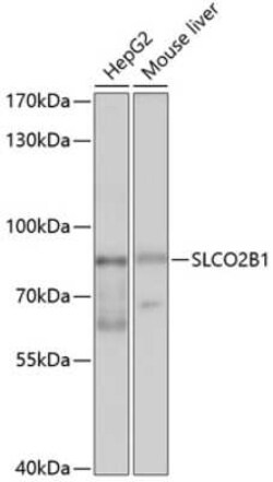 SLCO2B1 Antibody - BSA Free, Novus Biologicals:Antibodies:Primary Antibodies
