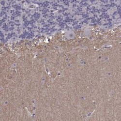 SLCO3A1 Antibody, Novus Biologicals:Antibodies:Primary Antibodies