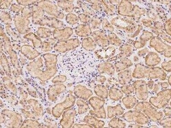 SLFN12 Antibody, Novus Biologicals 100 &mu;g; Unconjugated:Antibodies,
