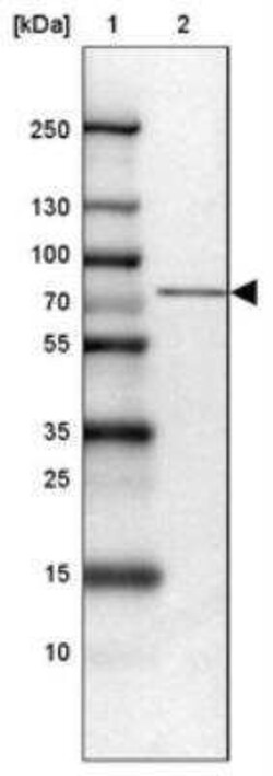 SLP-76/LCP2 Antibody, Novus Biologicals 0.1 mL | Buy Online | Novus Biologicals | Fisher Scientific