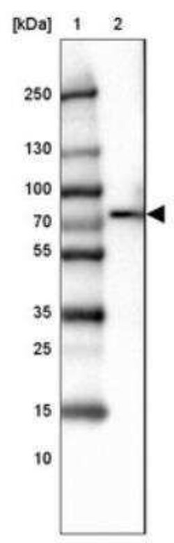 Novus Biologicals SLP-76/LCP2 Antibody, Novus Biologicals 0.1 mL; Unconjugated:Antibodies,