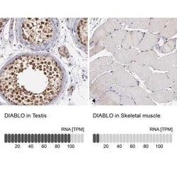 SMAC/Diablo Antibody, Novus Biologicals 25 &mu;L; Unconjugated:Anticuerpos
