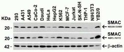 SMAC/Diablo Antibody - BSA Free, Novus Biologicals 0.025 mg; Unconjugated:Antibodies,
