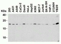 SMAC/Diablo Antibody - BSA Free, Novus Biologicals 0.025 mg; Unconjugated:Antibodies,