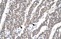 SMAD6 Antibody, Novus Biologicals 100 &mu;L; Unconjugated:Antibodies, Polyclonal