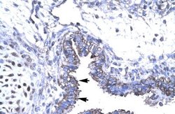 SMAD6 Antibody, Novus Biologicals 100 &mu;L; Unconjugated:Antibodies, Polyclonal