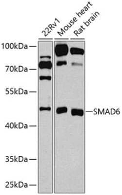 SMAD6 Antibody - BSA Free, Novus Biologicals 0.1 mL; Unconjugated:Antibodies,