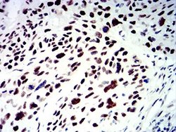 SMARCA1 Antibody (2H7B8) - BSA Free, Novus Biologicals 0.1 ml; Unconjugated:Antibodies,