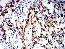 SMARCA1 Antibody (2H7B9) - BSA Free, Novus Biologicals 0.1 ml; Unconjugated:Antibodies,
