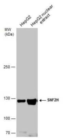 SMARCA5/SNF2H Antibody, Novus Biologicals 100 &mu;g; Unconjugated:Antibodies,