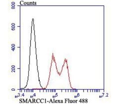 SMARCC1 Rabbit anti-Human, Rat, Clone: JB43-43, Novus Biologicals 100 &mu;L | Buy Online | Novus Biologicals | Fisher Scientific