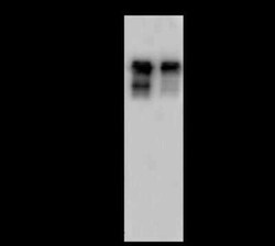 SMARCC1 Antibody, Novus Biologicals 50 &mu;g, Unconjugated:Antibodies,