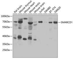 SMARCD1 Antibody - BSA Free, Novus Biologicals 0.02 mL; Unconjugated:Antibodies,