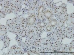 SMC1 Antibody (1B9), Novus Biologicals 0.1 mg | Buy Online | Novus Biologicals | Fisher Scientific