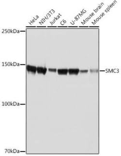 SMC3 Rabbit anti-Human, Mouse, Rat, Clone: 8W9R7, Novus Biologicals 100 &mu;g | Buy Online | Bio-Techne | Fisher Scientific