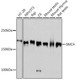 SMC4 Rabbit anti-Human, Mouse, Rat, Clone: 9Z8S3, Novus Biologicals:Antibodies:Primary