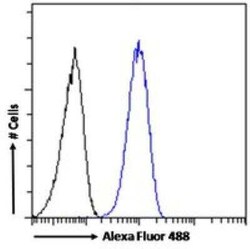 SMC5 Antibody, Novus Biologicals 100 &mu;g; Unconjugated:Antibodies, Polyclonal