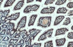 SMCR8 Antibody (HL1007), Novus Biologicals 100 &mu;g | Buy Online | Novus Biologicals | Fisher Scientific