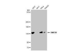 SMCR8 Antibody (HL1007), Novus Biologicals 100 &mu;g | Buy Online | Novus Biologicals | Fisher Scientific