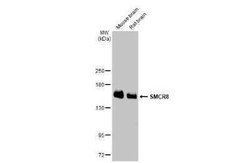 SMCR8 Antibody (HL1007), Novus Biologicals 100 &mu;g | Buy Online | Novus Biologicals | Fisher Scientific